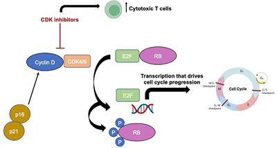 CDK 4/6 inhibitors for the treatment of meningioma